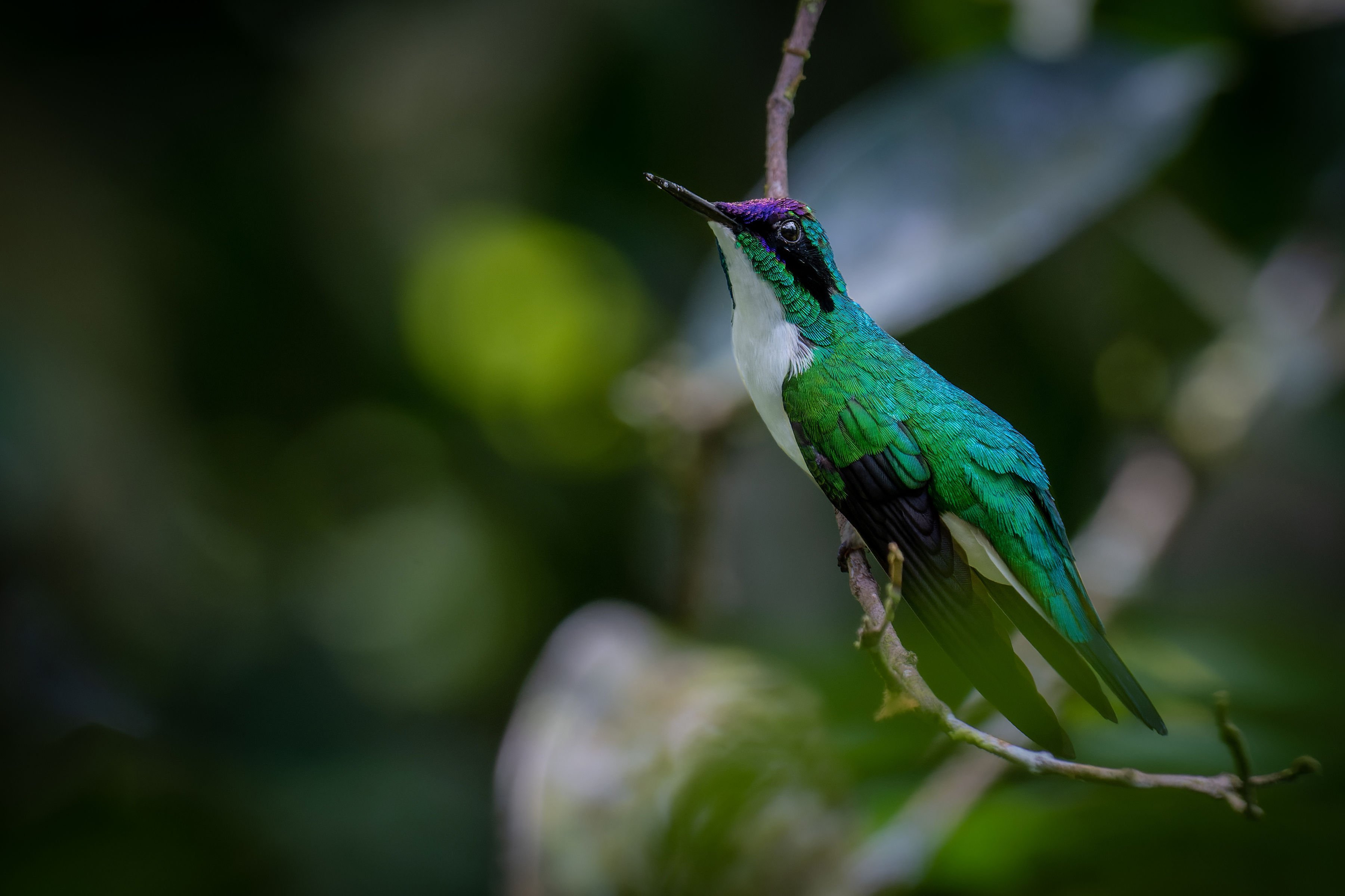 Hummingbirds of Chachagua: Nature’s Jewels of the Rainforest
