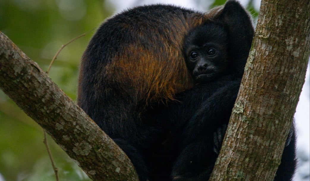 Couple of monkeys