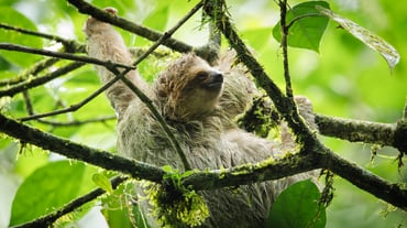 Meet Costa Rica's Cutest Ambassador: The Sloth