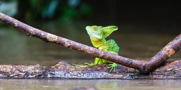 Species Spotlight: The Smallest King of the Rainforest