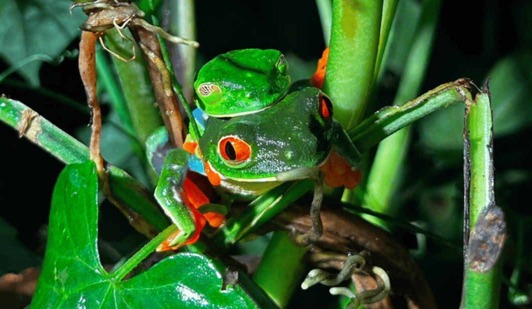 FROG-1-1