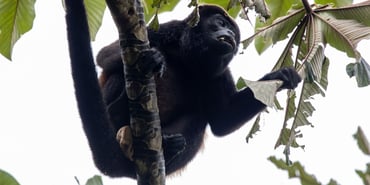 Species Spotlight: Howler Monkeys in the Chachagua Rainforest