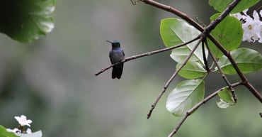 Species Spotlight: The Hummingbirds of Chachagua