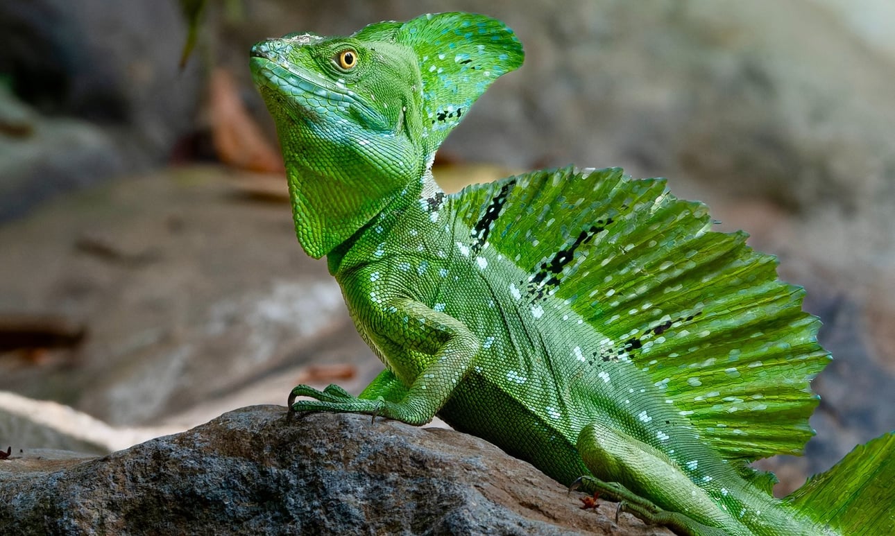 green basilisk-1
