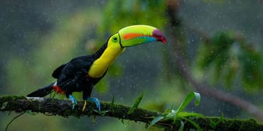 Feathered Friends of Chachagua: A Birdwatcher’s Paradise