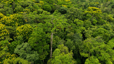 Canopy and Culture: Discovering the Ceiba Tree at Chachagua