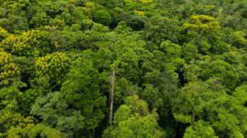 Canopy y cultura: descubre el majestuoso árbol de Ceiba en Chachagua