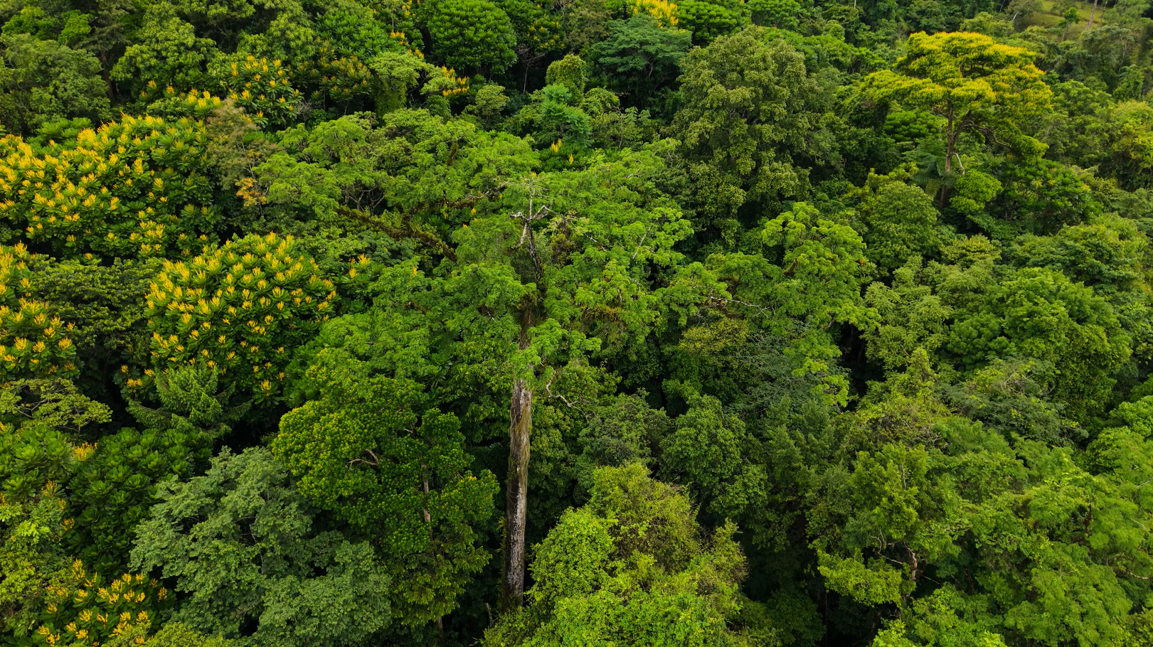 La Ceiba Chachagua 4