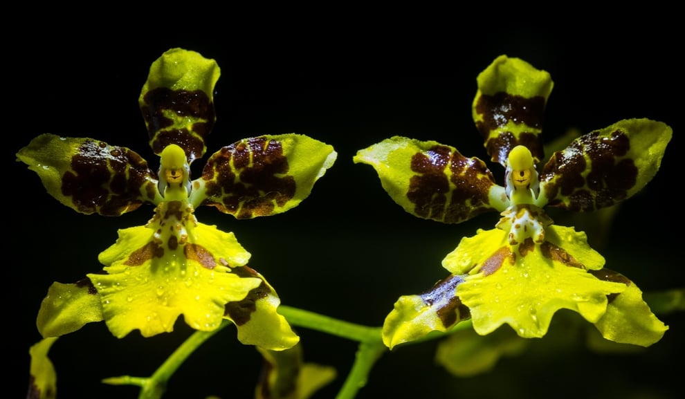 Orquídea Lluvia de Oro