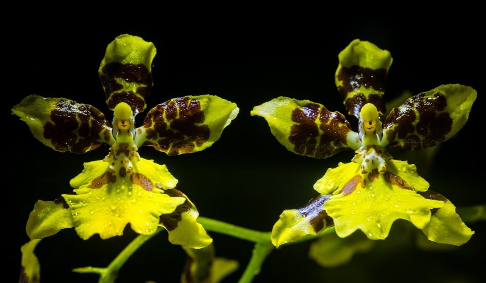 Orquídea Lluvia de Oro