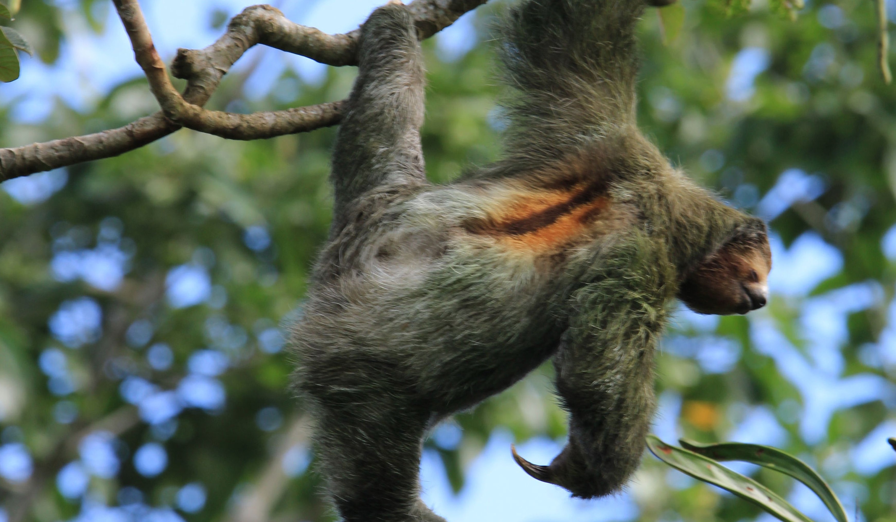 Immersive Adventure Chachagua Rainforest Reserve