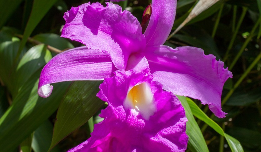 Sobralia Orchid