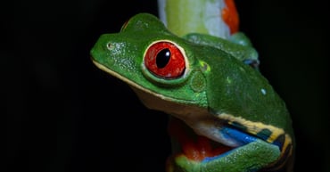 Species Spotlight: The Red-Eyed Tree Frog