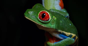 Species Spotlight: The Red-Eyed Tree Frog