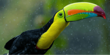 Amigos alados de Chachagua: un paraíso para los amantes de las aves