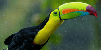 Feathered Friends of Chachagua: A Birdwatcher’s Paradise