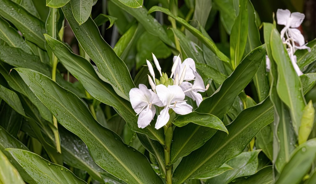 White Ginger