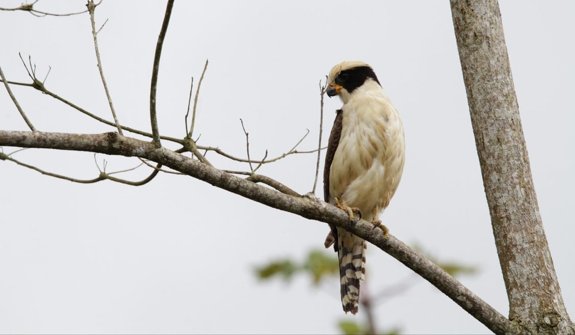 bird at chachagua-1
