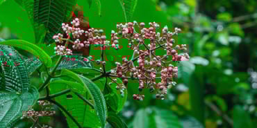 Botanical Beauty: The Chachagua Rainforest Hotel’s Most Captivating Blooms