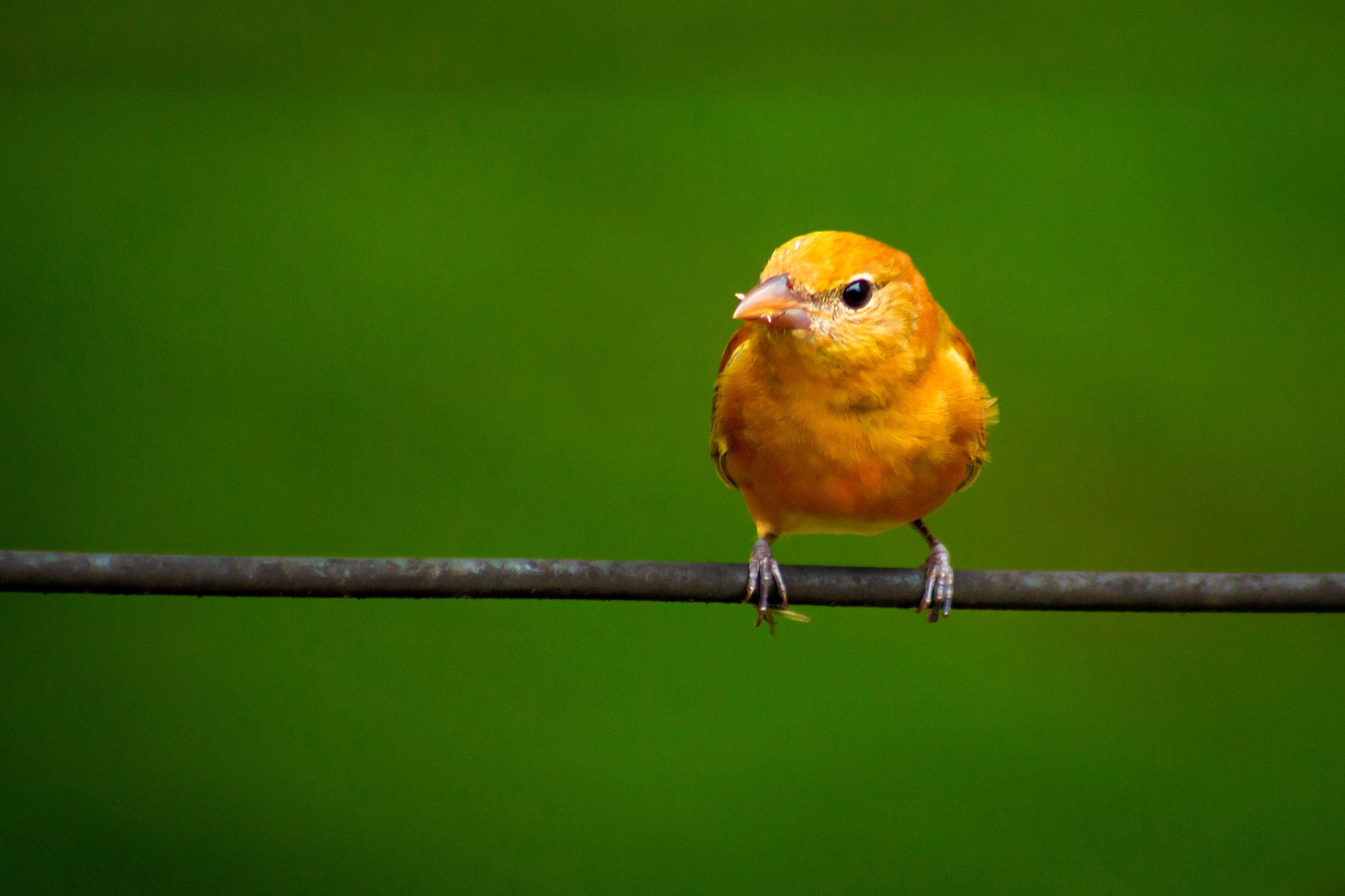 iStock-1774836656