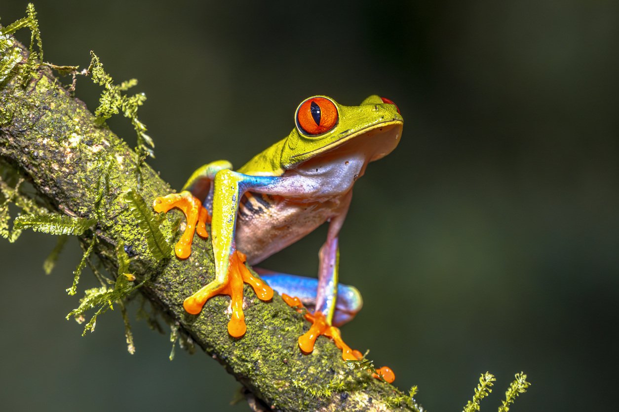 iStock-2204767904