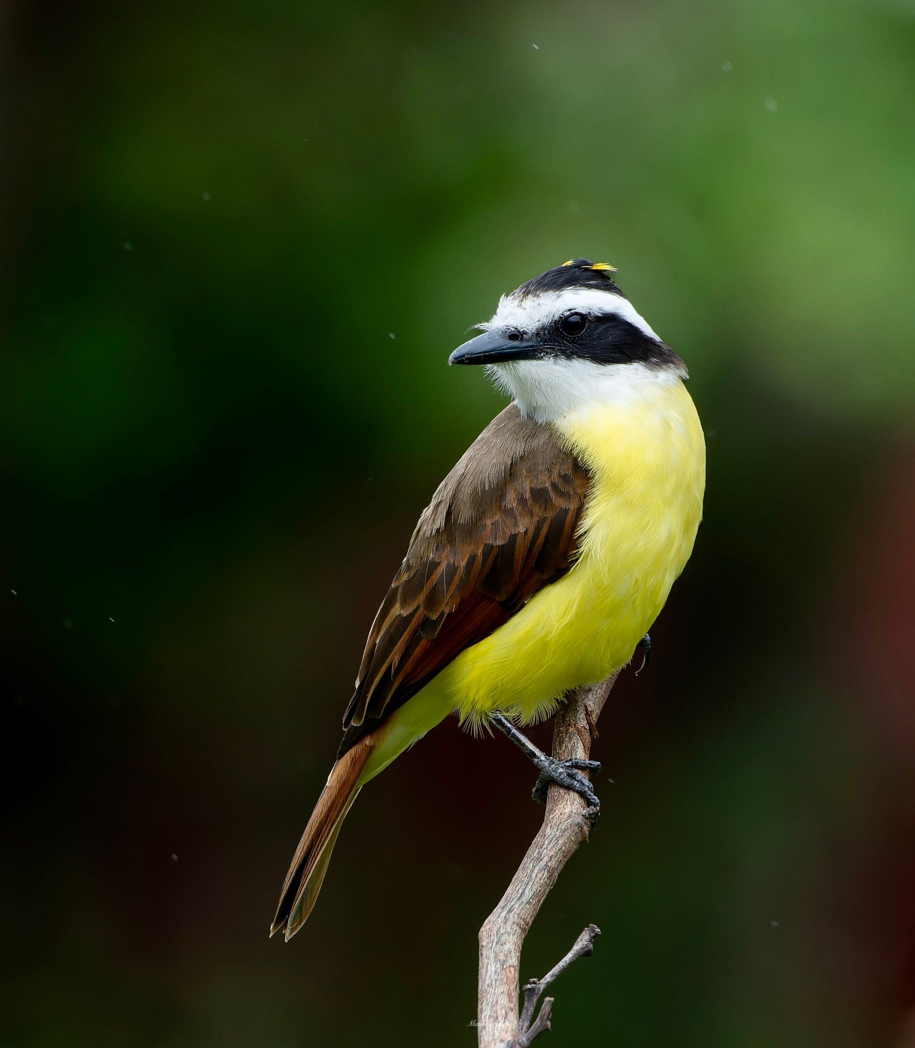 image00692