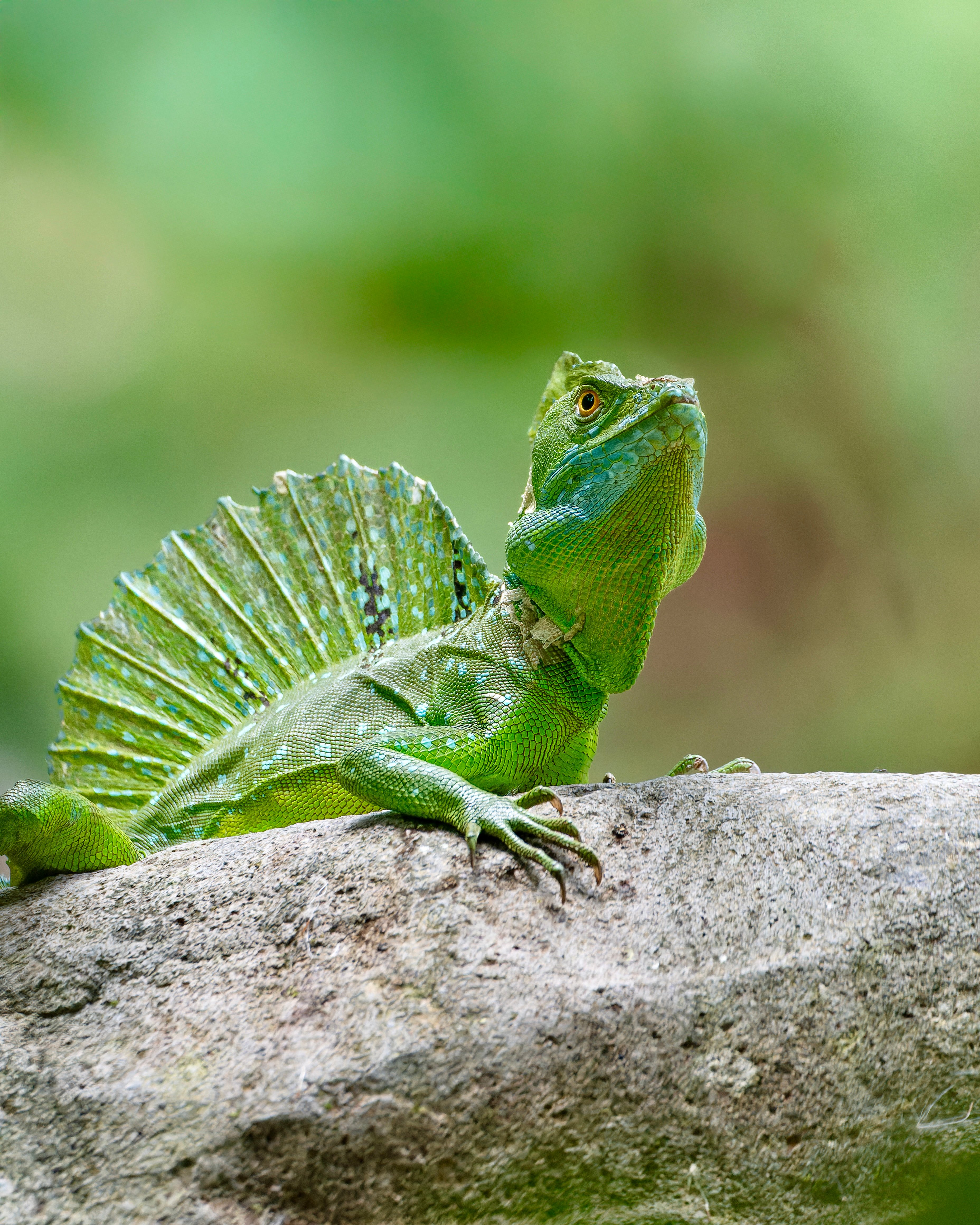 image00709