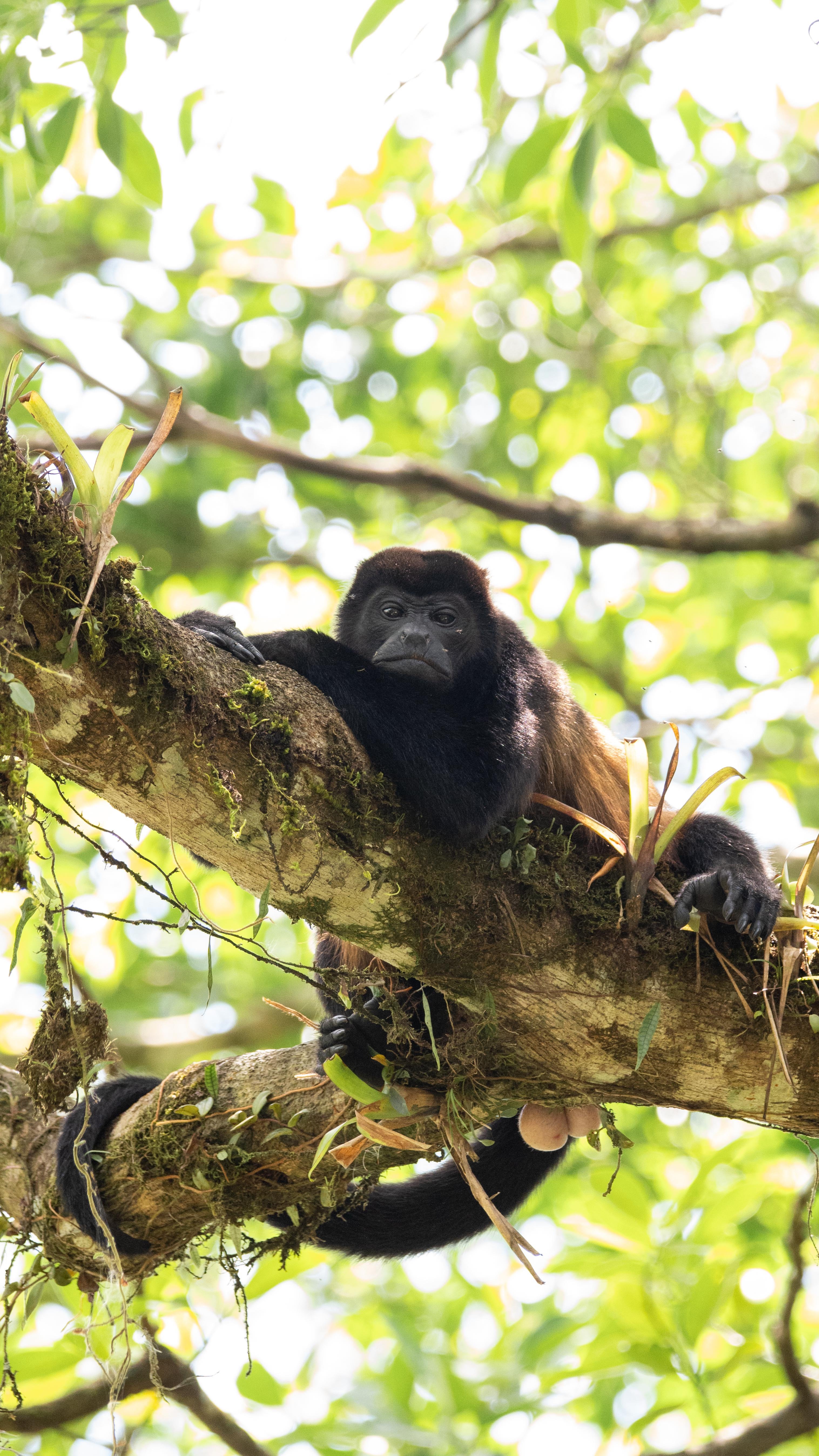 monos (2)