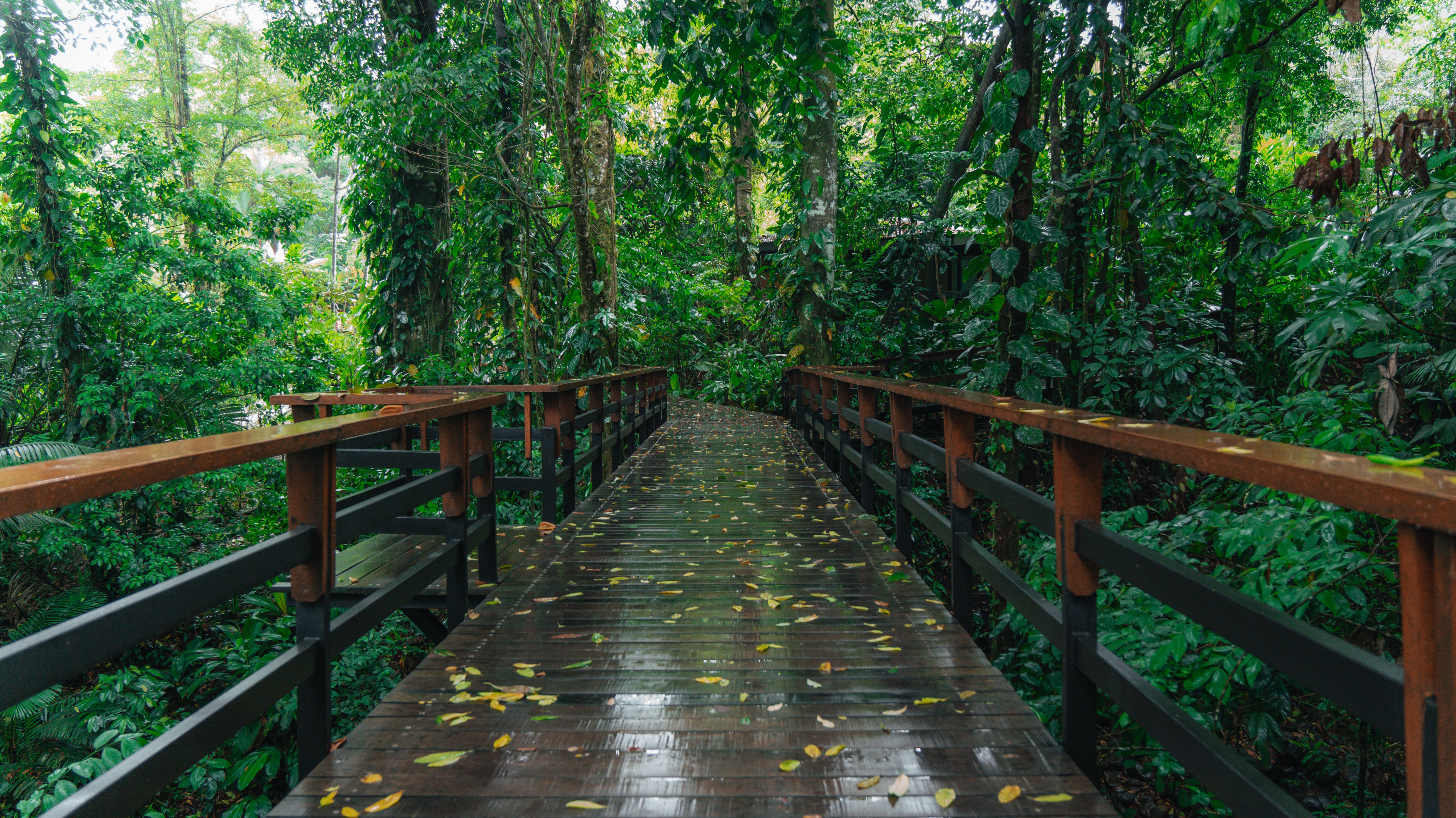 puentes (5)