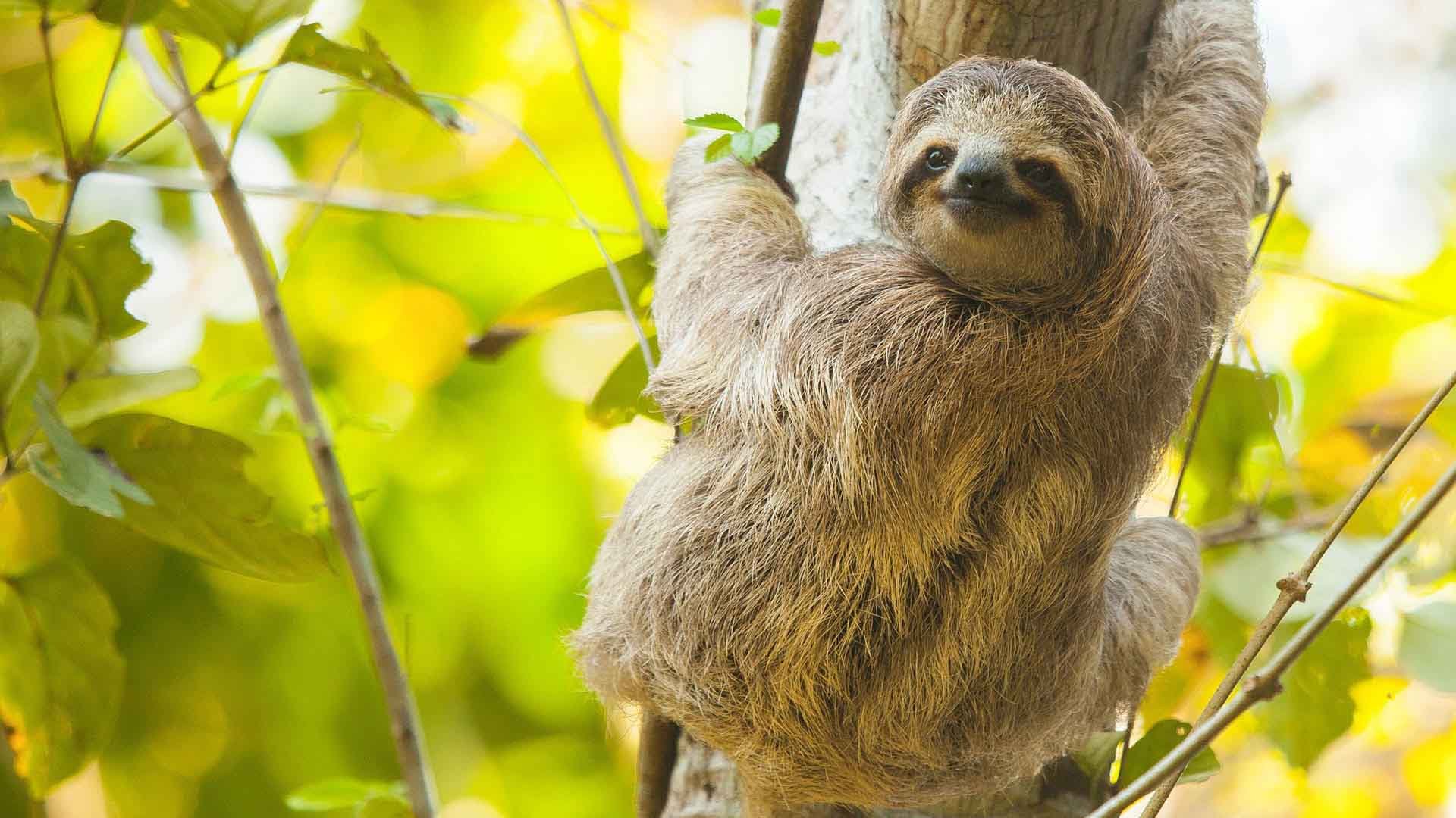 sloth-00