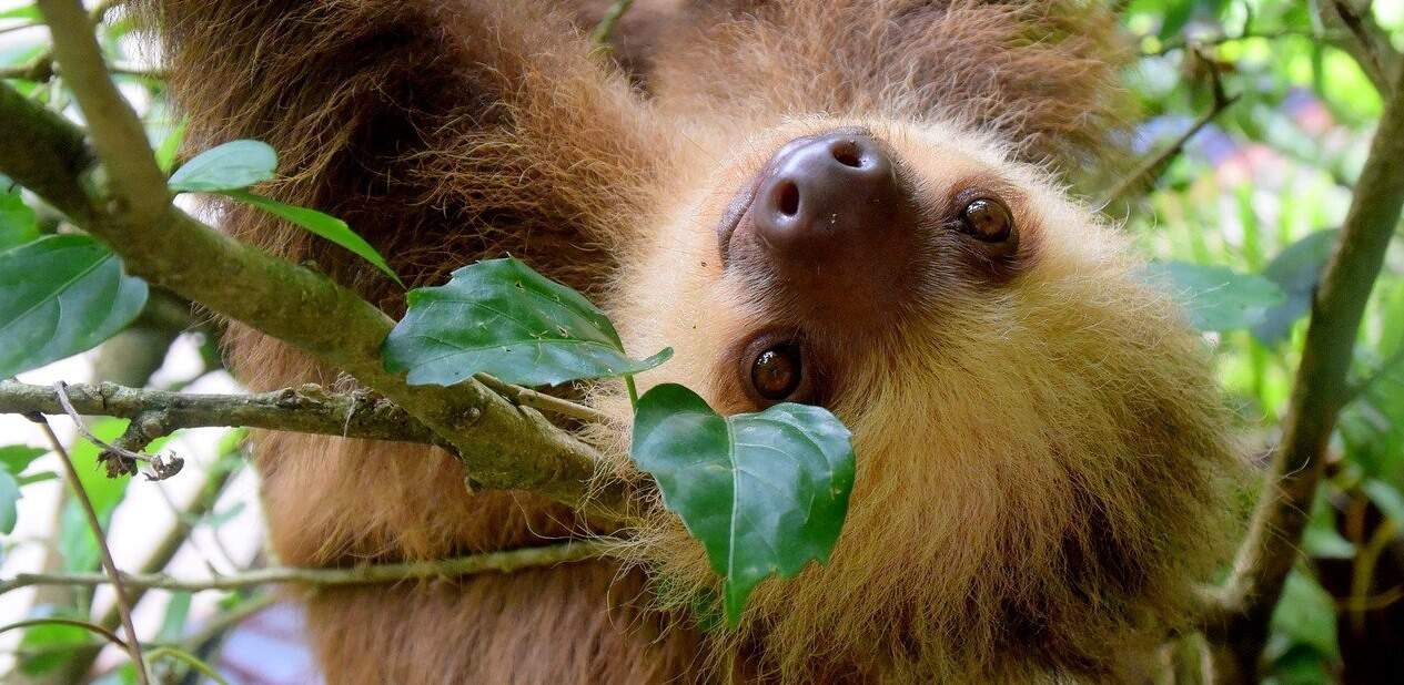 sloth-03