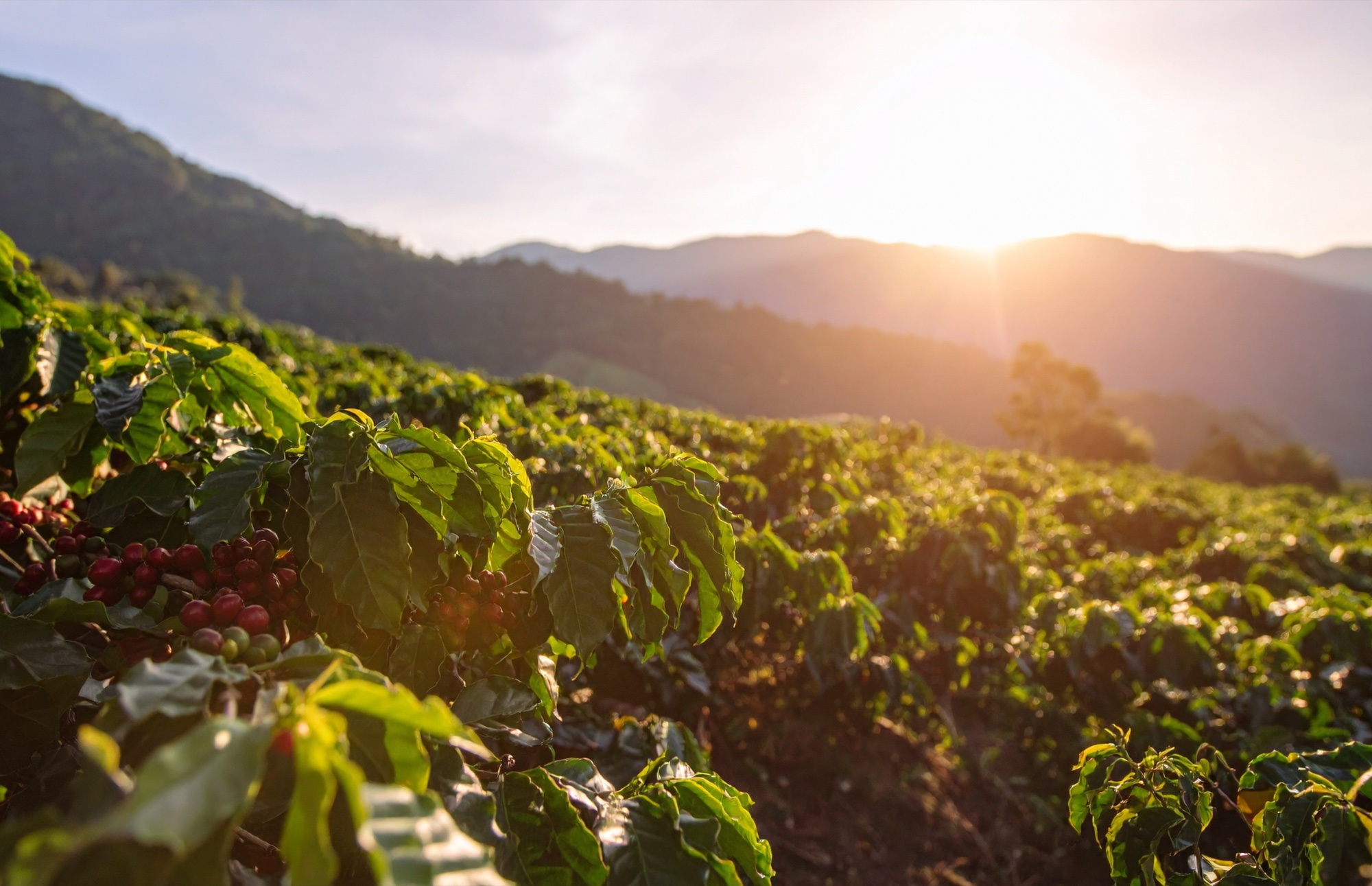 Coffee plantation along the route to Chachagua