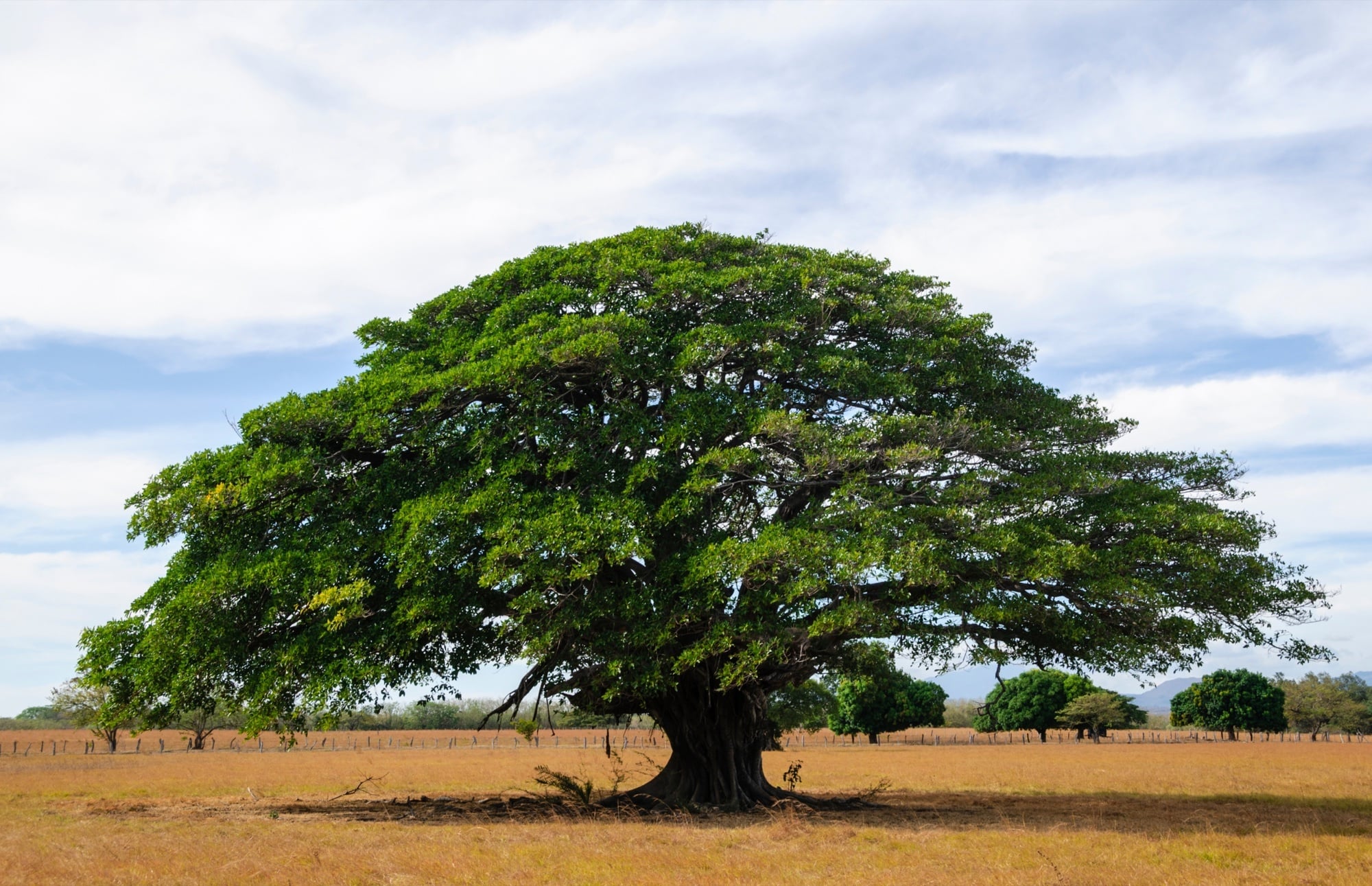 Guanacaste landscape in Costa Rica