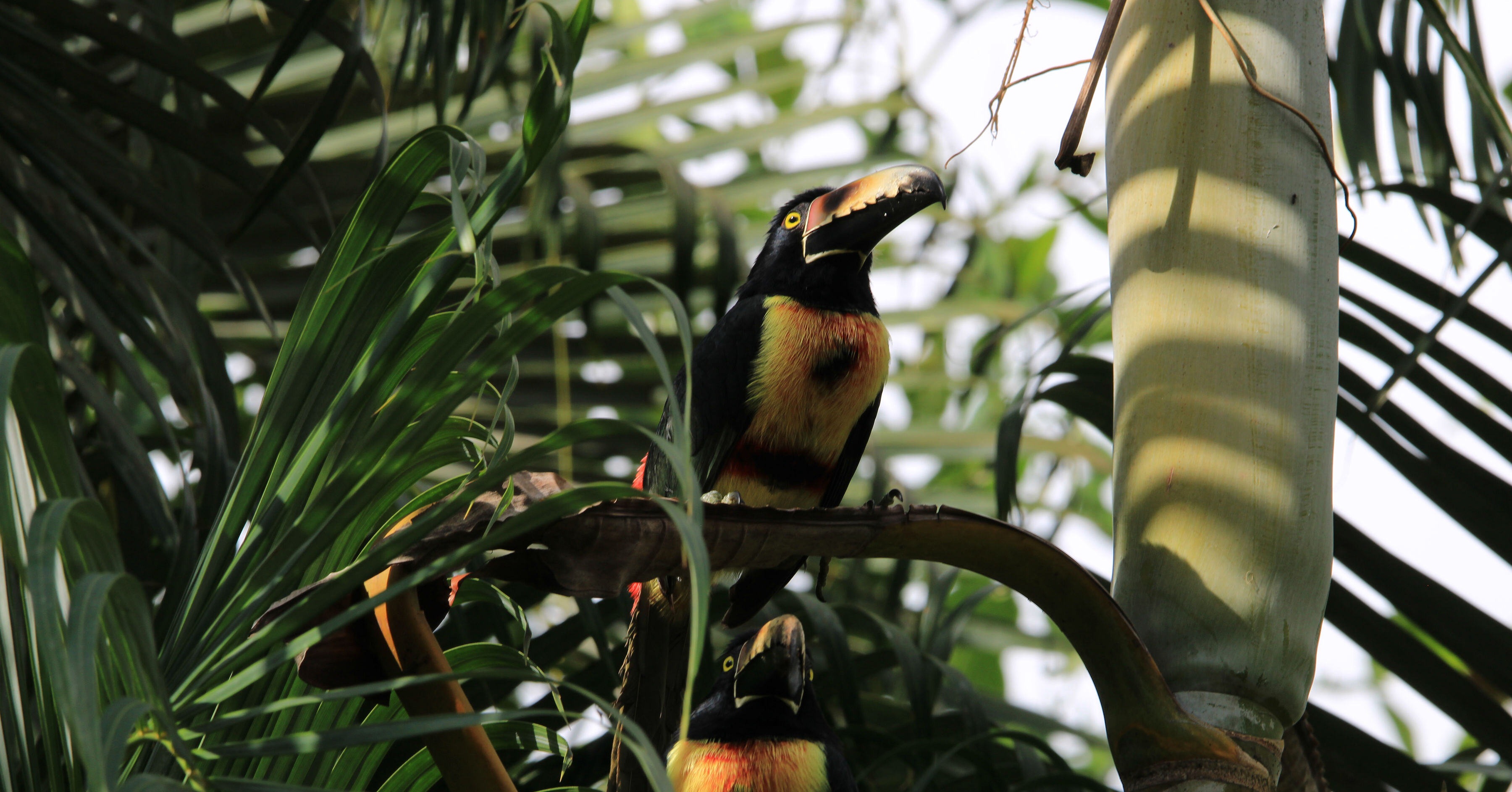 Toucan