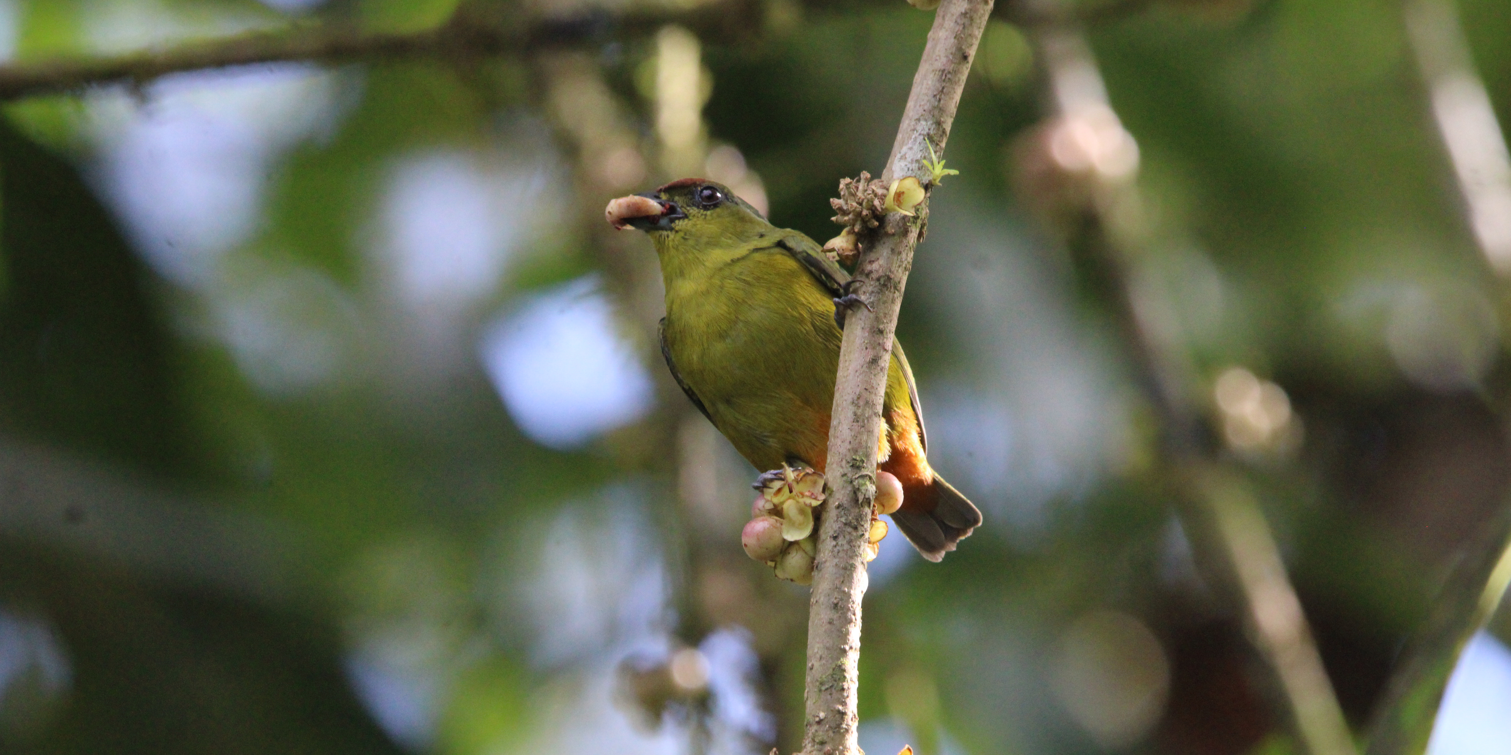 Immersive Adventure in Chachagua Rainforest Reserve