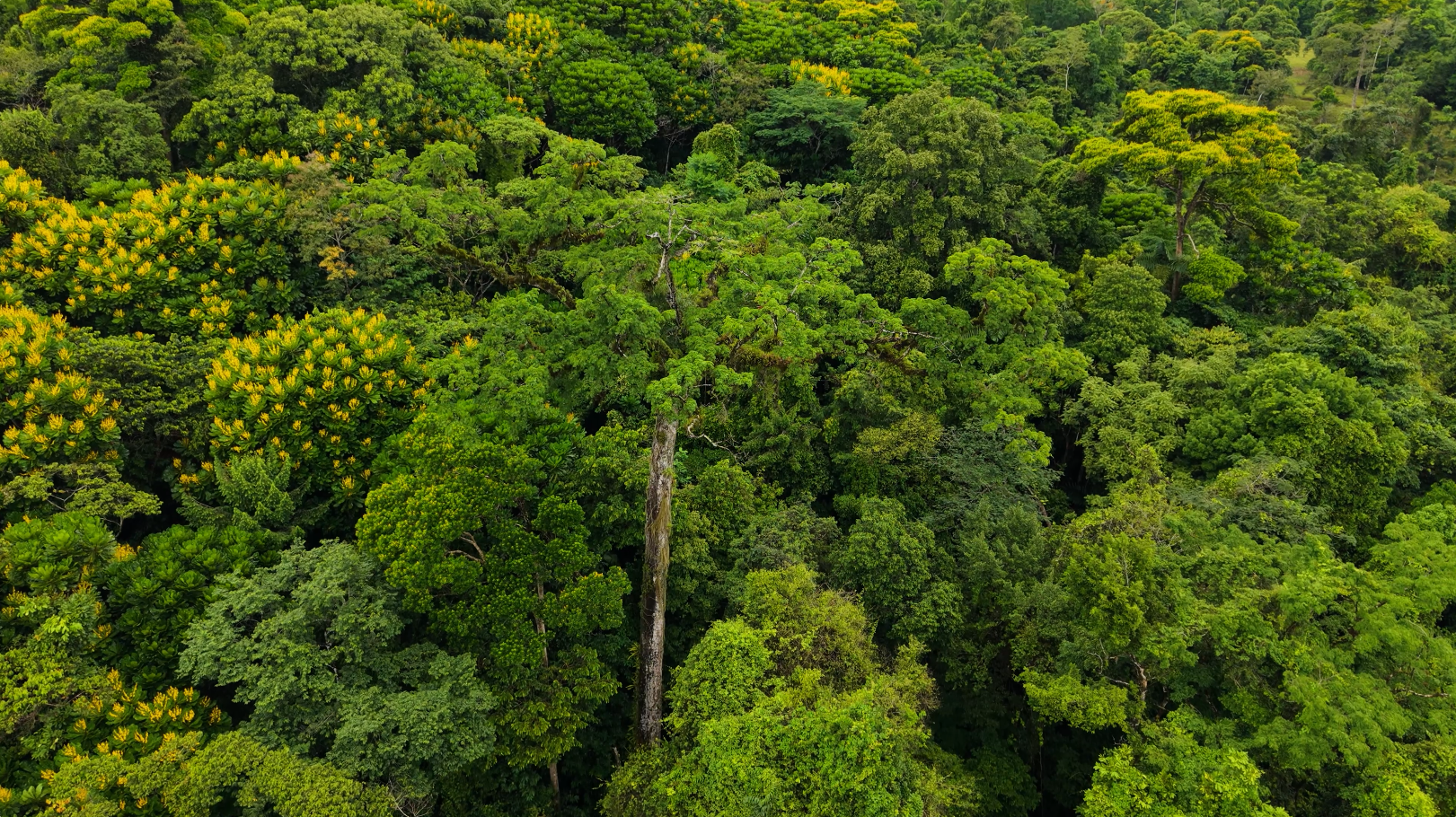Canopy and Culture: Discovering the Ceiba Tree at Chachagua