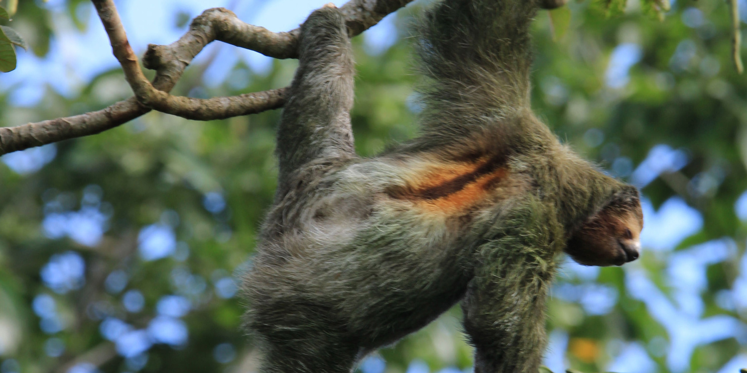 Descubre una joya oculta: la aventura inmersiva en la Reserva del bosque lluvioso Chachagua