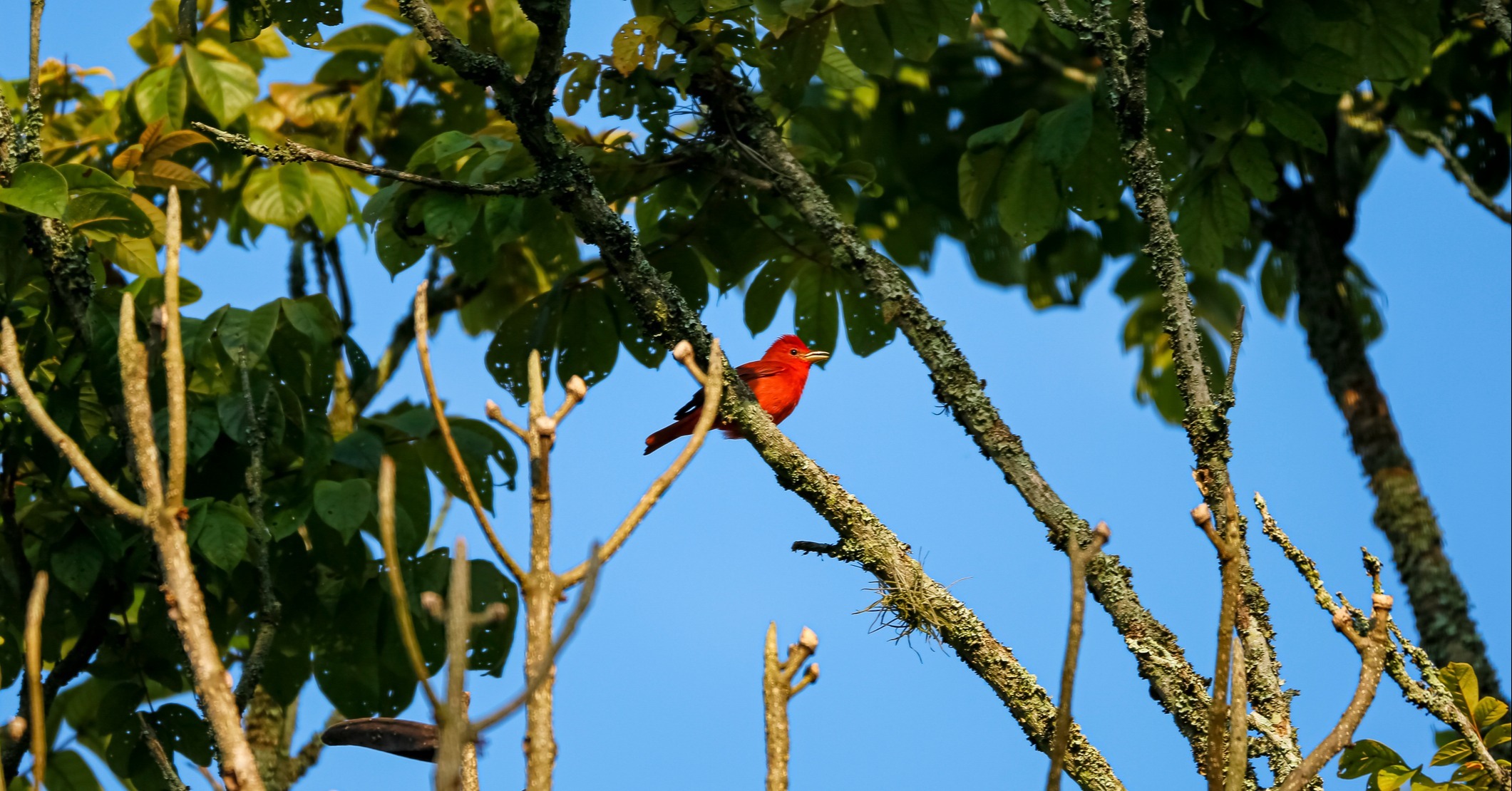 Summer Tanager (Piranga rubra)