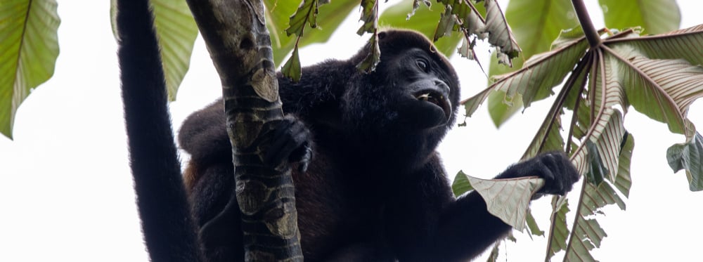 Especies destacadas: monos aulladores en el bosque lluvioso de Chachagua