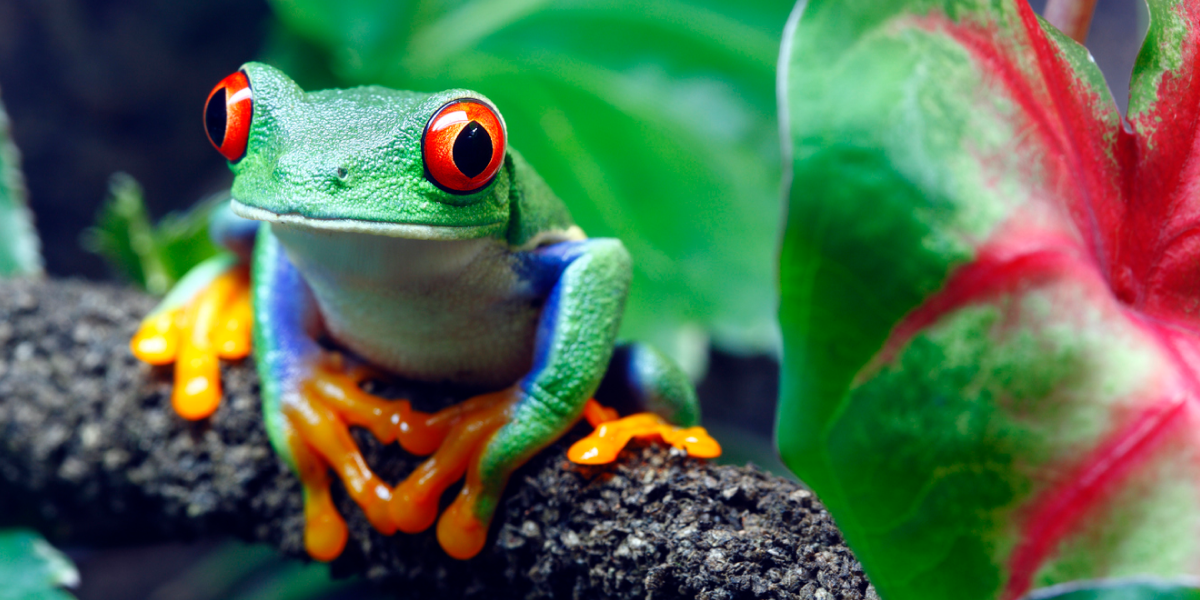 Red eye frog 